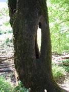 7.27.06 Oaks Bottom 023 